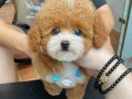 ÇİFT RENK BEYAZ AKITMALİ MUAZZAM GÜZELLİKTE TOY POODLE BEBEK