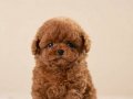 HİPOALERJANİK TOY POODLE BEBEKLERİM 