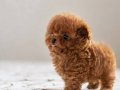 HİPOALERJANİK TOY POODLE BEBEKLERİM 