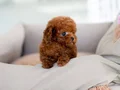 TUVALET VE TEMEL EGİTİMİNİ TAMAMLAMIŞ TOY PODOLE
