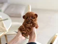 TUVALET VE TEMEL EGİTİMİNİ TAMAMLAMIŞ TOY PODOLE