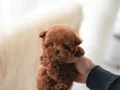 TUVALET VE TEMEL EGİTİMİNİ TAMAMLAMIŞ TOY PODOLE