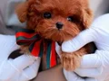 SHOW KALİTE GÜZELLİKTE TOY POODLE BEBEKLERİM 