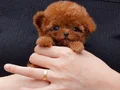 SHOW KALİTE GÜZELLİKTE TOY POODLE BEBEKLERİM 