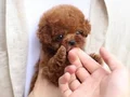 SHOW KALİTE GÜZELLİKTE TOY POODLE BEBEKLERİM 