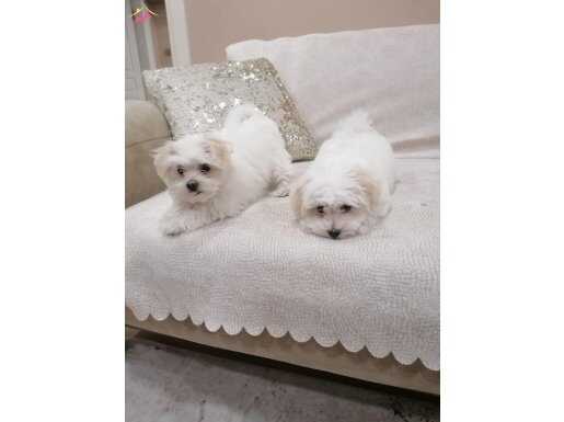 Bembeyaz morkie bebekler
