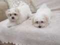 Bembeyaz morkie bebekler