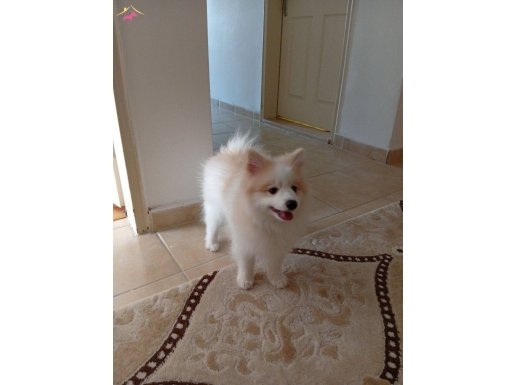 Çok akıllı Pomeranian...5 Aylık