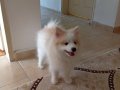 Çok akıllı Pomeranian...5 Aylık