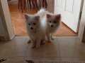 Çok akıllı Pomeranian...5 Aylık