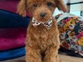 EFSANE GÜZELLİKTE TEACUP DİŞİ 