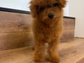 TEACUP RED BROWN YAVRULAR 