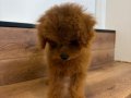 TEACUP RED BROWN YAVRULAR 