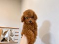 TEACUP RED BROWN YAVRULAR 