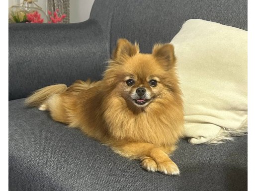 Eğitimli Dişi Pomeranian Boo