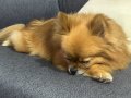 Eğitimli Dişi Pomeranian Boo