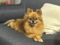 Eğitimli Dişi Pomeranian Boo