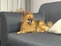 Eğitimli Dişi Pomeranian Boo