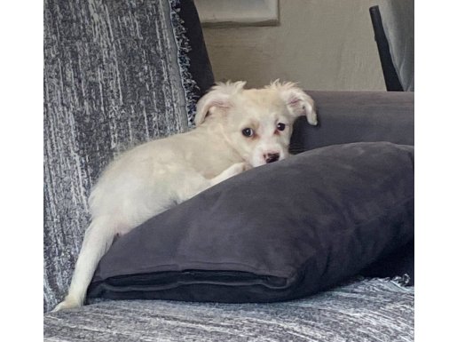 3 aylık maltese terrier yavru uyguna