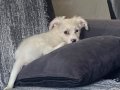 3 aylık maltese terrier yavru uyguna