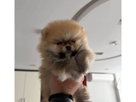 Ayı surat Pomeranian Boo