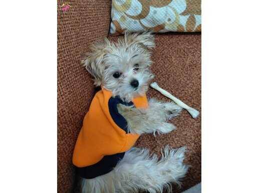 5 Aylık Dişi Morkie