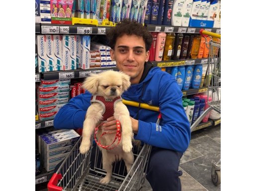 BÜTÜN AŞILARI YAPILMIŞ PEKİNEZ YAVRUSU