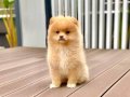 Dişi Pomeranian Yavrumuz 2.5 Aylık