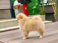 Dişi Pomeranian Yavrumuz 2.5 Aylık