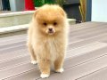 Dişi Pomeranian Yavrumuz 2.5 Aylık