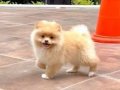 Dişi Pomeranian Yavrumuz 2.5 Aylık