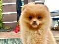 Dişi Pomeranian Yavrumuz 2.5 Aylık