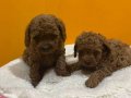Mini Poodle Yavrularımız Yeni Yuvalarını Arıyor