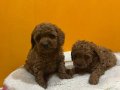 Mini Poodle Yavrularımız Yeni Yuvalarını Arıyor