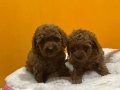 Mini Poodle Yavrularımız Yeni Yuvalarını Arıyor