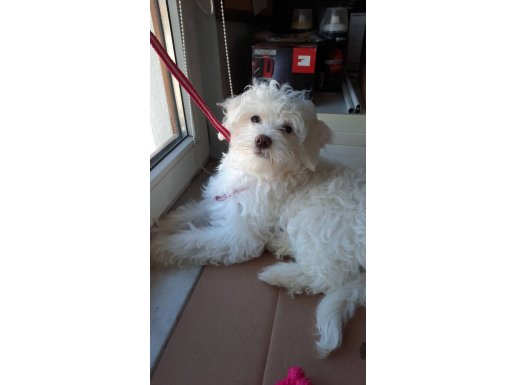 Dünya tatlısı kızım Luna yı sahiplendirmek istiyorum.