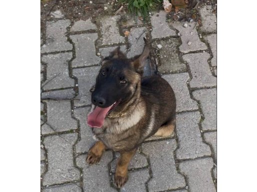 Sadakatiyle Hayran Bırakan 5 Aylık Erkek Belçika Kurdu (Malinois)