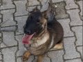 Sadakatiyle Hayran Bırakan 5 Aylık Erkek Belçika Kurdu (Malinois)