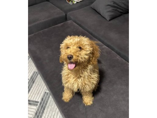 uygun fiyata yavru poodle 