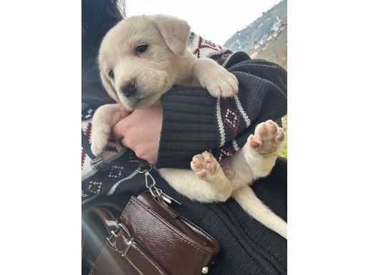 Trabzon Ortahisar’da 2 Aylık Kangal Yavruları - Sosyal ve Koruyucu Arkadaş