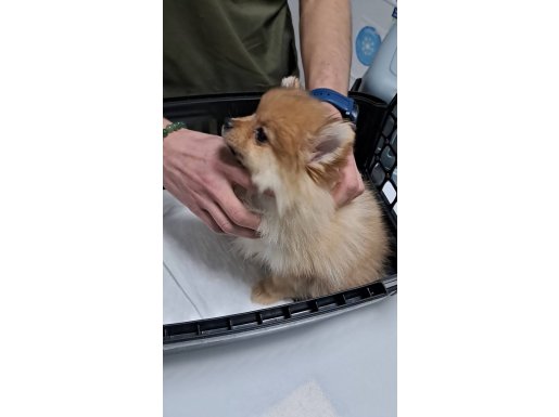 Ankara Altındağ'da 3 Aylık Pomeranian Boo - Enerji Küpü Akıllı Oyuncu