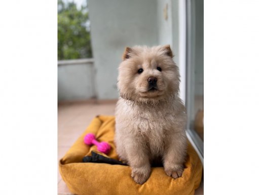 3 Aylık Dişi Chow Chow Prensesim