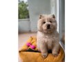 3 Aylık Dişi Chow Chow Prensesim