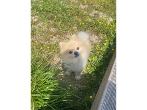 4 Yaşında Eğitimli Tea Cup Pomeranian Boo