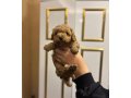 Dişi Erkek Toy Poodle Yavrularımız Mevcut