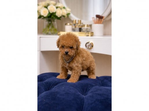 Evimizin Yeni Üyesi: Kore Kan Hattı Poodle Yavrusu - Yerinde Görün!