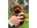 Teacup Redbrown Kore Poodle Yavruları