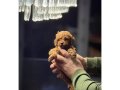 Teacup Redbrown Kore Poodle Yavruları