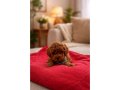 Teacup Redbrown Kore Poodle Yavruları