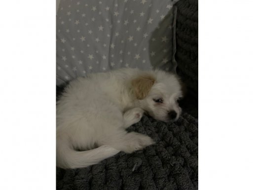 Trier maltipo 3 aylık yuva arıyor cookie